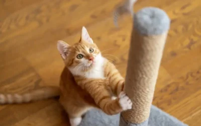 Our Advice For Dealing With Joint Pain In Cats