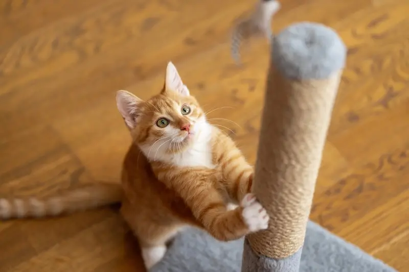 Our Advice For Dealing With Joint Pain In Cats - VETIQ (1)