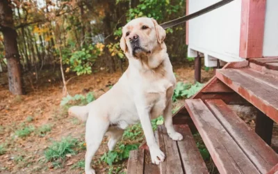 Recognising And Treating Joint Pain In Dogs
