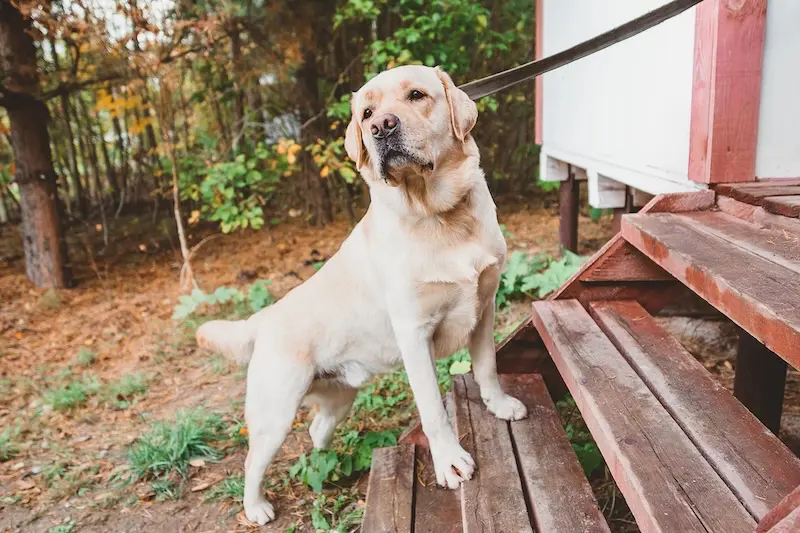 Recognising And Treating Joint Pain In Dogs - VETIQ (1)