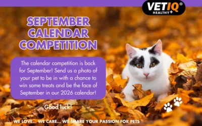 VETIQ Calendar Competition – September 2025