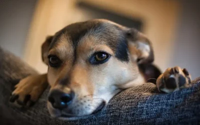 What Should I Give A Dog With An Upset Stomach?