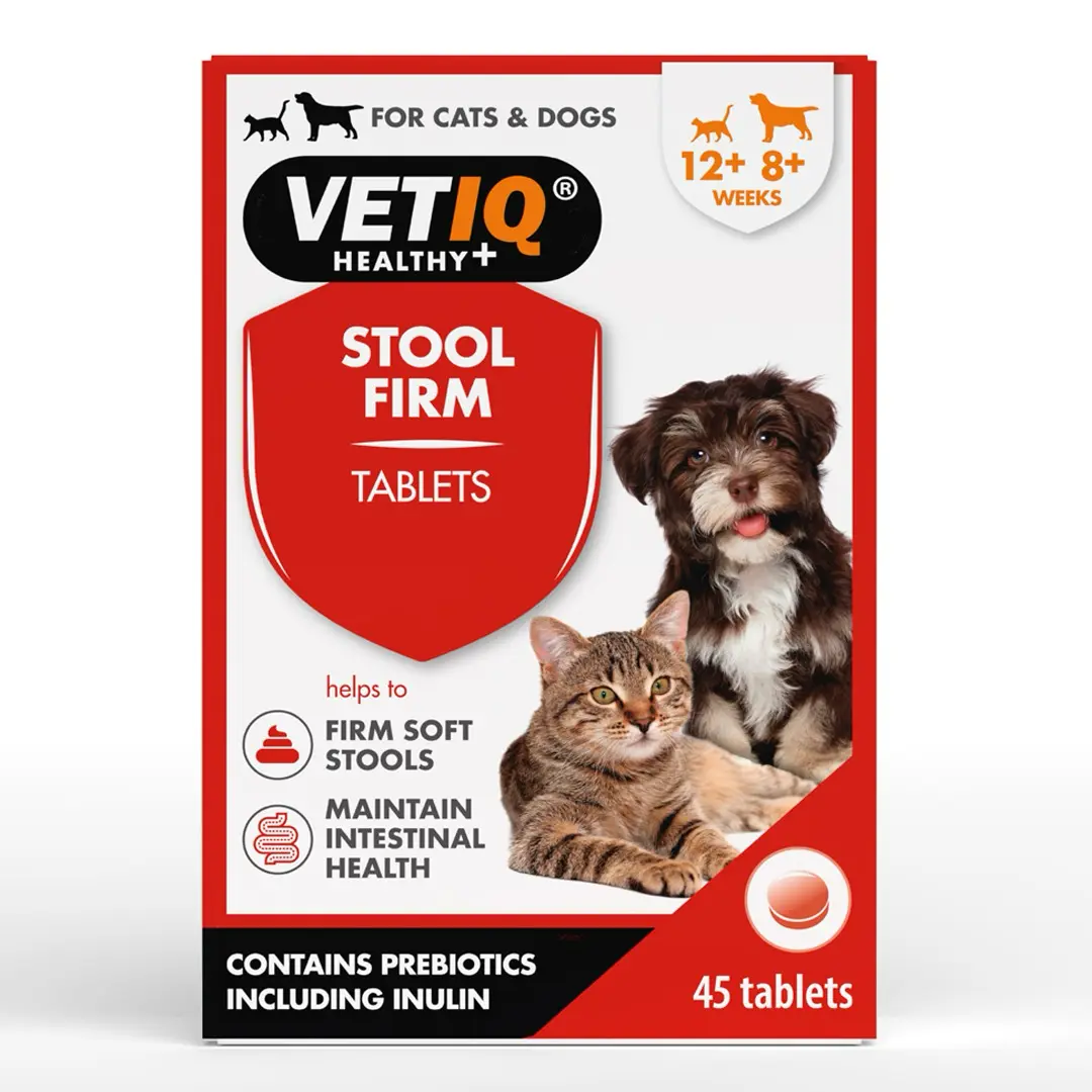 What Should I Give A Dog With An Upset Stomach - VETIQ (4)