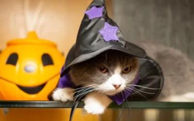 Halloween Safety For Pets: Tips Every Owner Should Know!