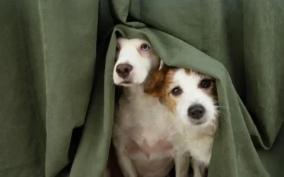 How To Keep Pets Calm During Fireworks