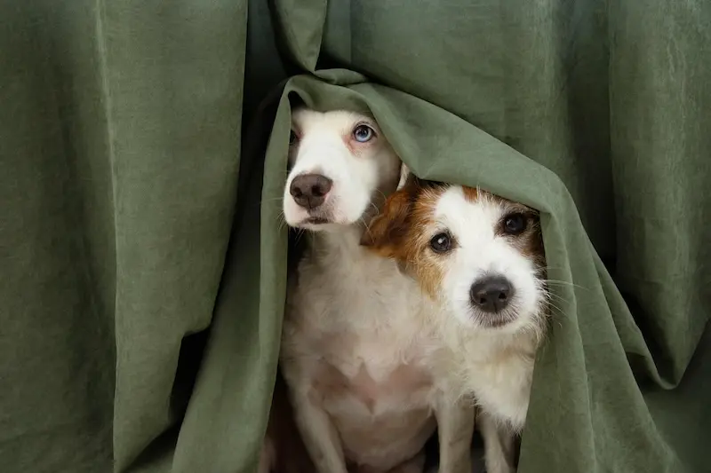 How To Keep Pets Calm During Fireworks - VETIQ (1)