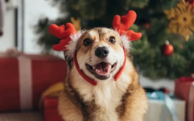 How To Calm Anxious Pets During The Buildup To Christmas!