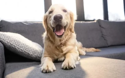 How To Calm Pets When Spending More Time Indoors